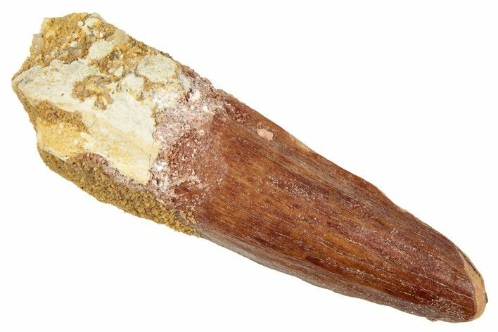 Fossil Spinosaurus Tooth - Real Dinosaur Tooth #239255